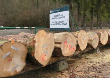 Sprzedaż cennego drewna z&nbsp;podkarpackich lasów