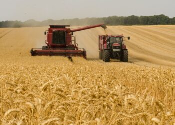 Będą dopłaty dla rolników, którzy&nbsp;ponieśli straty z&nbsp;powodu niskich cen zbóż