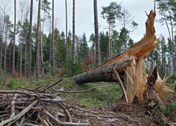 Silny wiatr na&nbsp;Podkarpaciu. Kilkadziesiąt interwencji straży pożarnej w&nbsp;regionie