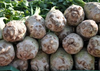 Połowa lutego to&nbsp;dobry czas na&nbsp;wysiew selerów