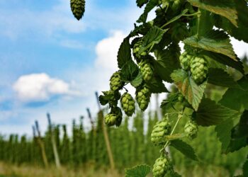 Radni powiatu leżajskiego przeciwni likwidacji browaru. Apelują do&nbsp;premiera