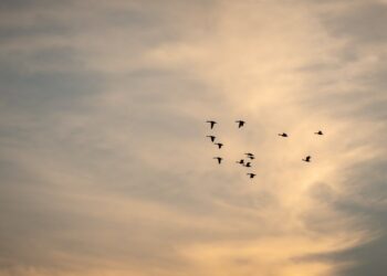 Ornitolog dr&nbsp;Marian Stój o&nbsp;wiosennym powrocie ptaków