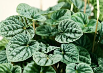 Peperomia na&nbsp;parapecie