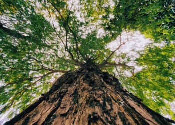 Szlak drzew pomnikowych w&nbsp;Rzeszowie