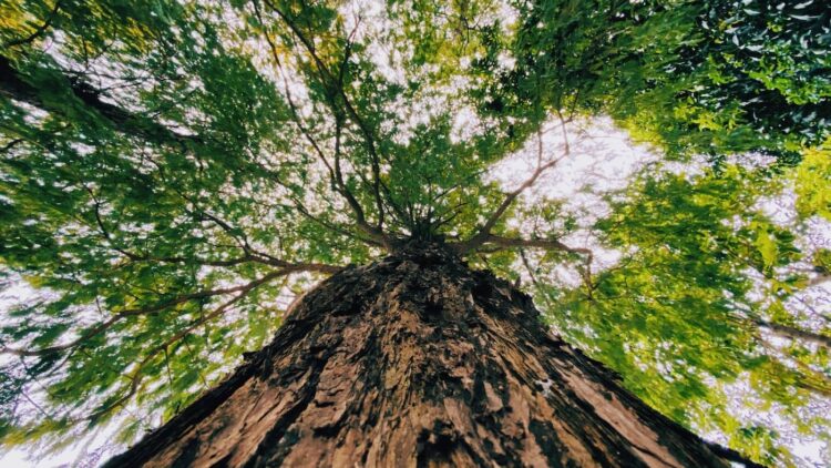 Szlak drzew pomnikowych w Rzeszowie 1 - Polskie Radio Rzeszów Szlak drzew pomnikowych w Rzeszowie