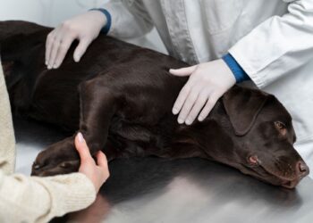 Postrzelił psa z&nbsp;wiatrówki