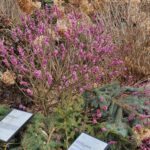Arboretum w Bolestraszycach - Polskie Radio Rzeszów