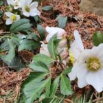 Arboretum w Bolestraszycach - Polskie Radio Rzeszów