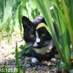 Rzeszowskie schronisko "Kundelek" zachęca do pomocy zwierzętom - Polskie Radio Rzeszów