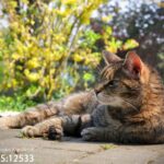 Rzeszowskie schronisko "Kundelek" zachęca do pomocy zwierzętom - Polskie Radio Rzeszów