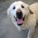 Rzeszowskie schronisko "Kundelek" zachęca do pomocy zwierzętom - Polskie Radio Rzeszów