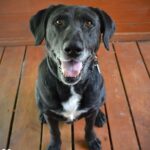 Rzeszowskie schronisko "Kundelek" zachęca do pomocy zwierzętom - Polskie Radio Rzeszów