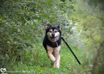 Rzeszowskie schronisko „Kundelek” zachęca do&nbsp;pomocy zwierzętom