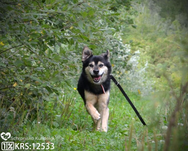 Rzeszowskie schronisko „Kundelek” zachęca do pomocy zwierzętom