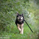 Rzeszowskie schronisko "Kundelek" zachęca do pomocy zwierzętom - Polskie Radio Rzeszów