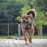 Rzeszowskie schronisko "Kundelek" zachęca do pomocy zwierzętom - Polskie Radio Rzeszów