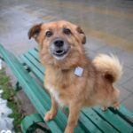 Rzeszowskie schronisko "Kundelek" zachęca do pomocy zwierzętom - Polskie Radio Rzeszów