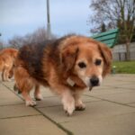 Rzeszowskie schronisko "Kundelek" zachęca do pomocy zwierzętom - Polskie Radio Rzeszów