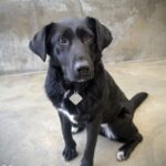 Rzeszowskie schronisko "Kundelek" zachęca do pomocy zwierzętom - Polskie Radio Rzeszów