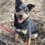 Rzeszowskie schronisko "Kundelek" zachęca do pomocy zwierzętom - Polskie Radio Rzeszów