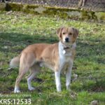 Rzeszowskie schronisko "Kundelek" zachęca do pomocy zwierzętom - Polskie Radio Rzeszów