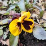 W Chmielniku jest ogród, który łączy mieszkańców - Polskie Radio Rzeszów