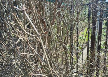 Część mieszkańców ma&nbsp;kłopot z&nbsp;dostępem do&nbsp;ogrodzeń swoich posesji