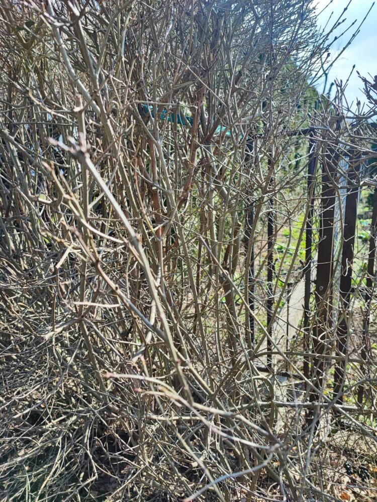 Część mieszkańców ma kłopot z dostępem do ogrodzeń swoich posesji