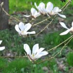 Arboretum w Bolestraszycach - Polskie Radio Rzeszów