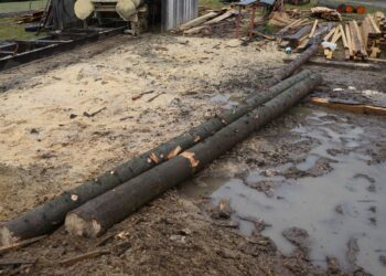 Dron namierzył złodzieja drewna