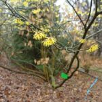 Arboretum w Bolestraszycach - Polskie Radio Rzeszów