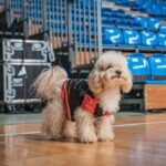 Pewna wygrana Asseco Resovii nad BBTS Bielsko-Biała 14 - Polskie Radio Rzeszów Pewna wygrana Asseco Resovii nad BBTS Bielsko-Biała - Polskie Radio Rzeszów