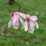 Arboretum w Bolestraszycach - Polskie Radio Rzeszów