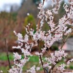 Arboretum w Bolestraszycach - Polskie Radio Rzeszów