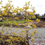 Arboretum w Bolestraszycach - Polskie Radio Rzeszów