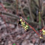 Arboretum w Bolestraszycach - Polskie Radio Rzeszów