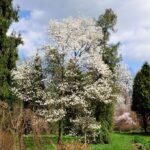 Arboretum w Bolestraszycach - Polskie Radio Rzeszów
