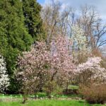 Arboretum w Bolestraszycach - Polskie Radio Rzeszów