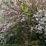 Arboretum w Bolestraszycach - Polskie Radio Rzeszów