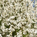 Arboretum w Bolestraszycach - Polskie Radio Rzeszów