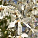 Arboretum w Bolestraszycach - Polskie Radio Rzeszów