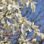 Arboretum w Bolestraszycach - Polskie Radio Rzeszów