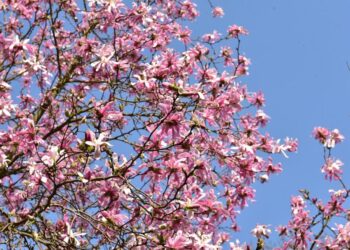 Arboretum w&nbsp;Bolestraszycach