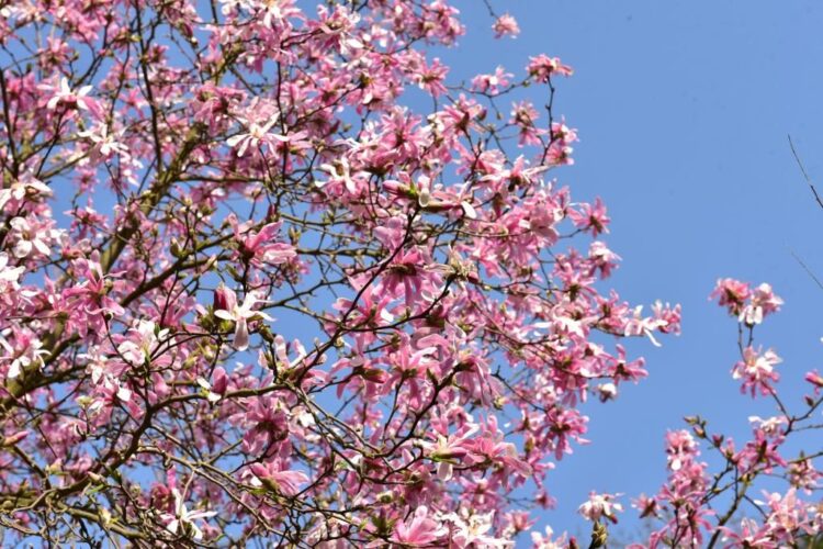 Arboretum w Bolestraszycach