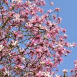 Arboretum w Bolestraszycach - Polskie Radio Rzeszów