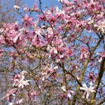 Arboretum w Bolestraszycach - Polskie Radio Rzeszów