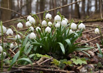 W&nbsp;Bieszczadach można już podziwiać kobierce dzwoneczków śnieżycy wiosennej