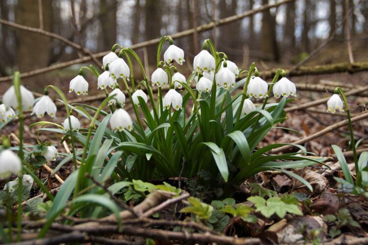 W Bieszczadach można już podziwiać kobierce dzwoneczków śnieżycy wiosennej