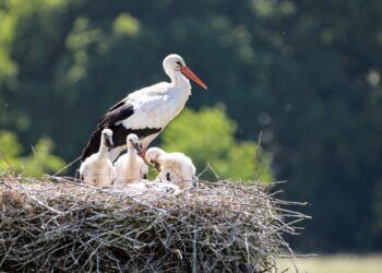 Bociany okiem drona w&nbsp;Radomyślu Wielkim