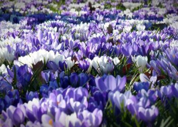 crocus 1261310 960 720